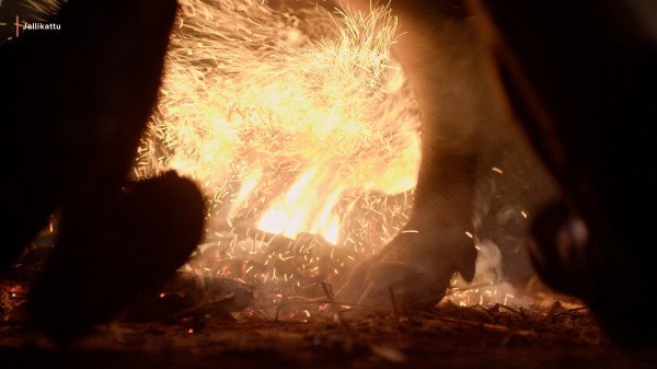 Jallikattu still 4